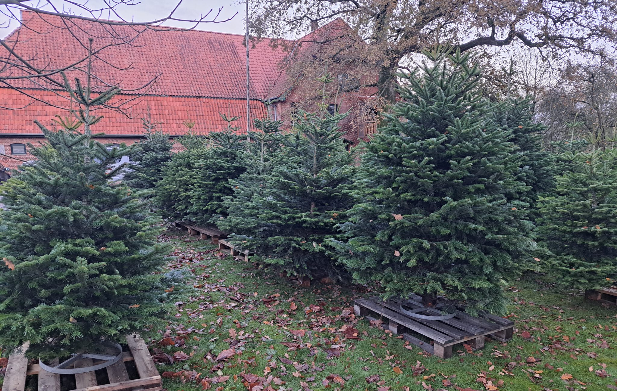 Weihnachtsbaum Kaufen - Landwirtschaftsbetrieb Jasper Müller